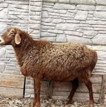 Үй жаныбарлары үчүн товарлар: Сатам | Ургаачы кой (ургаачы) | Союуга — 1