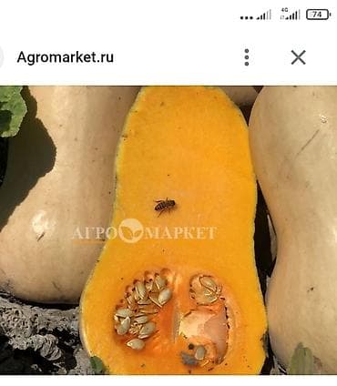 Продаю тыкву сорт саната