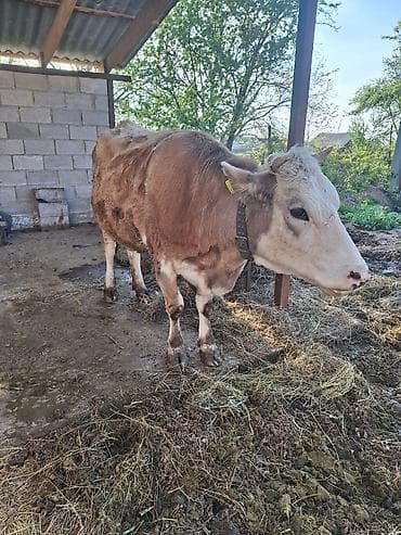 голова корова: Продаю | Корова (самка) | Для молока | Привязанные — 2