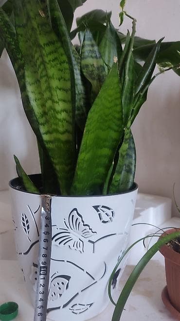 распродажа гаражная: Распродажа комнатных растений!🪴🌵🌱 в горшках от 150с.! — 2