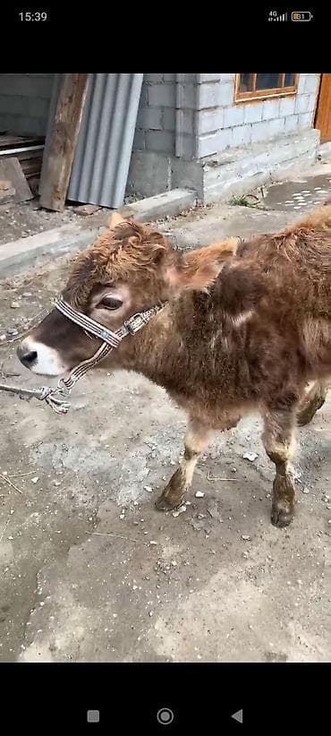 персидская кошка цена: Продаю | Музоо, торпок | На откорм | Привязанные — 1