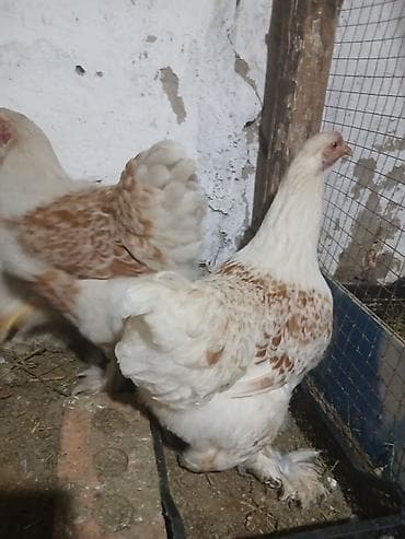петух брам: Продаю | Петух | Бойцовая | Для разведения — 2