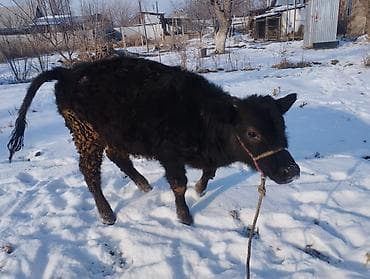 кок тай: Продаю | Музоо, торпок | На откорм | Привязанные — 5