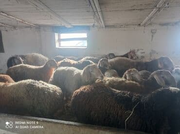 Продаю | Овца (самка) | Для разведения | Матка