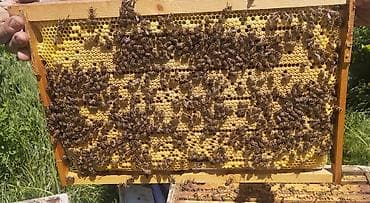 Продаётся пчела пакет