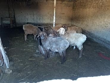 козы на мясо: Продаю | Ягненок | На забой — 3