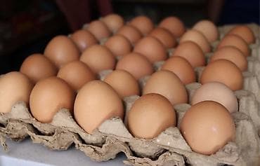 страусиные яйца купить: Куриные яйца столовые, коричневой скорлупы. С1-12сом С2-10сом - — 1