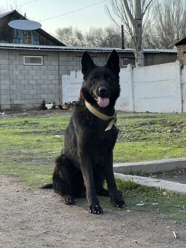 охотничье собаки: ВЯЗКА!!! Кобель немецкой овчарки ищет подругу для вязки. Чистокровный — 2