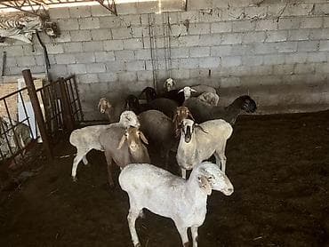 булан животное: Продаю | Овца (самка), Баран (самец) | На забой — 3