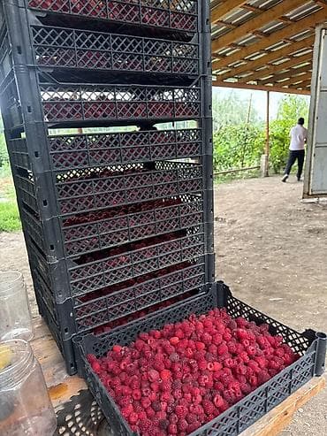 Продукты питания: Малина Оптом — 1