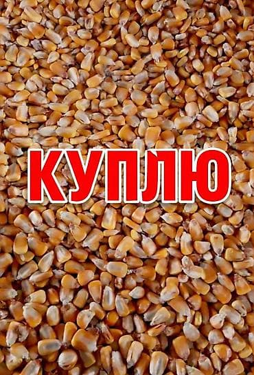 Кукуруза Самовывоз