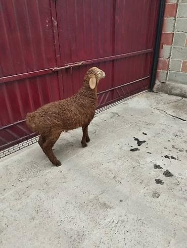 Собаки: Продаю | Овца (самка) | Арашан | Для разведения | Племенные — 8