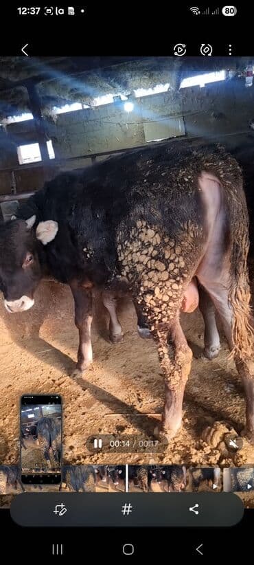 дойних коров: Продаю | Бык (самец) | Полукровка | На откорм | Привязанные — 1