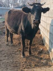 сколько длится беременность коровы: Продаю | Корова (самка) | Для разведения, Для молока | Племенные, Стельные, Искусственник — 2