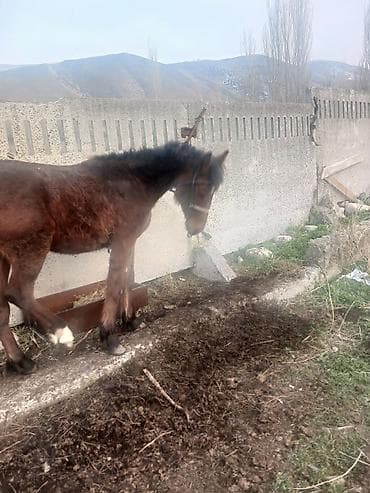 Лошади, кони: Продаю | Жеребенок | Для разведения — 1