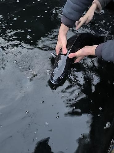 бу мебел бишкек: Продаю осетров Стерлядь, Белуга. Вес от 4- до 6 кг. 1500 сом за 1кг — 1