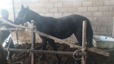 ат: Продаю | Кобыла (самка) | Полукровка, Першерон, Дончак | На забой, Для разведения, Конный спорт | Племенные, Осеменитель, Мерин — 8