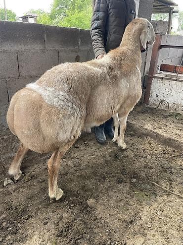 Продаю | Баран (самец) | Арашан | Для разведения | Осеменитель