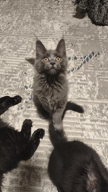 мейкун котята: Породистые котята мейн-кун Описание: - Крупные, породные малыши с — 8