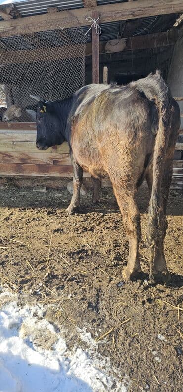 токмок животные: Продаю | Корова (самка), Бык (самец), Тёлка | Полукровка, Алатауская | Для разведения, Для молока | Стельные — 6