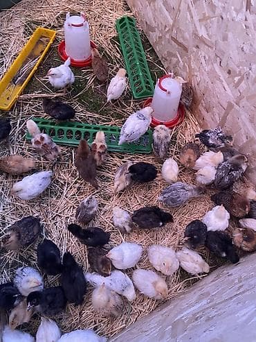 яйцо несушки: Продаю | Цыплята | Для разведения — 1