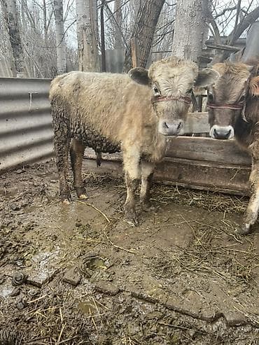 кулун сатам: Сатам | Музоо | Аргын | Бордоп семиртүү үчүн — 1