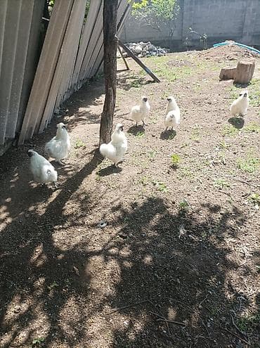 куры живые: Продаю | Петух | На забой, Для разведения — 3