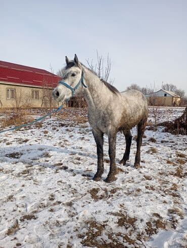 охотничий дратхар: Продаю | Конь (самец) | Конный спорт — 2