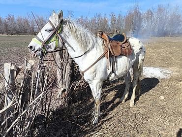 продаю лошади: Продаю | Конь (самец) — 1