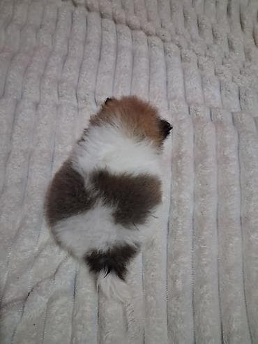 кане корсо собака цена: Помиранский шпиц •Девочка •Родилась 14 .03.2026 •Окрас : пати-колор — 8