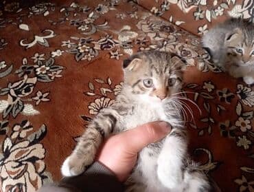 скоттиш страйт котята: Котята, помёт из трёх малышей. - Окрас: два тигровых табби — 1