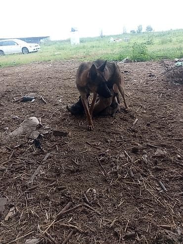 вязка собак: Щенки от служебной собаки бельгиец помесь что мать что отец рабочие — 3