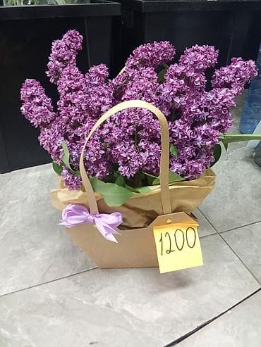 букет сирень: Сирень — ароматные сезонные букеты и композиции. - Букет сирени в — 1