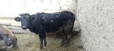 скот корова: Продаю | Бык (самец) | На откорм | Привязанные — 2