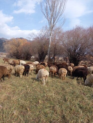 хомяк домашний купить: Продаю | Овца (самка) | Полукровка | Для разведения | Матка — 3