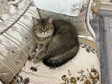 пародистые кошки: Британская короткошёрстная, 2 года, Девочка, Золотая шиншилла, Приучена к лотку — 4