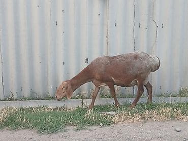 Животные: Продаю | Овца (самка) | На забой | Матка — 2