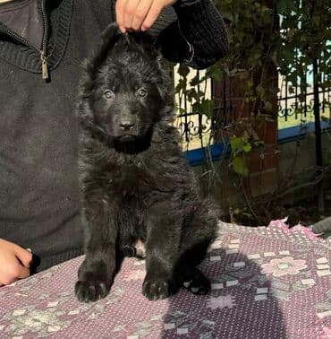 где можно купить йоркширского терьера: Продаются чистопородные щенки немецкой овчарки! Дата — 9