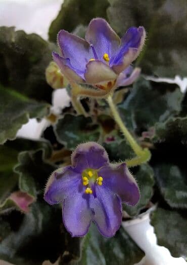 цветы ирис: 🌱🌺🌱 Продаю сортовые ДЕТКИ стандартных фиалок🌱🌺🌱. Цены от 80-150 сом — 7