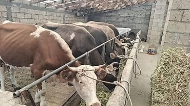 шерсть меринос: Продаю | Корова (самка) — 3