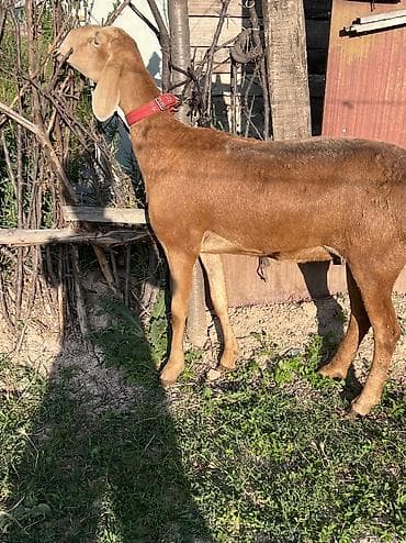 Продам с/х животных: Продаю | Овца (самка) | Арашан | Для разведения — 3