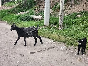 американские були: Продаю | Коза (самка) | Полукровка | Для разведения — 2