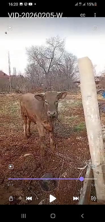 купить бычка: Продаю | Бык (самец) | Швицкая, Симментальская | На откорм — 3