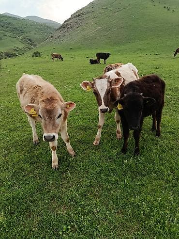 Продаю | Тёлка | Полукровка | На откорм