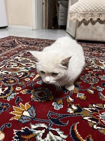 Кошка даром: Беспородная, 4 года, Девочка