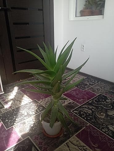 цветы пальма: Гүлдөр — 2