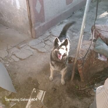 кавказ овчарка: Вязка: Восточноевропейская овчарка, Самец, 5 лет, С прививкой — 3
