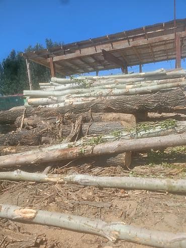 Мы покупаем деревья всех видов по договорной цене at lalafo.kg Мы покупаем деревья всех видов по договорной цене