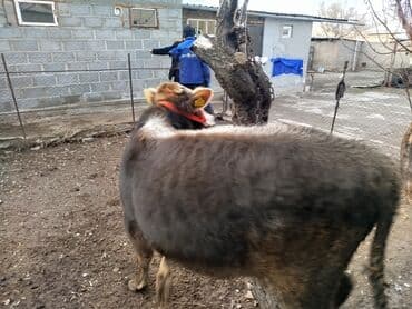 рабочий аттар: Продаю | Бык (самец) | Полукровка, Монбельярд | На откорм | Привязанные — 9