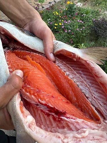 балыкчы пляж: Форель радужная, выращенная на скважинных бассейнах. Характеристики — 4